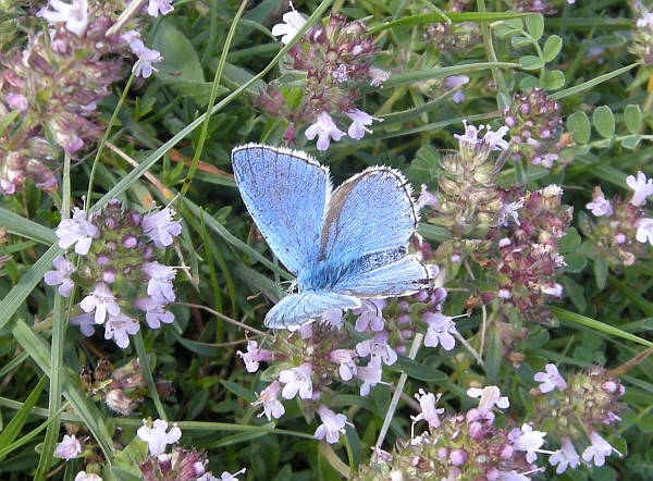 Lysandra bellargus?